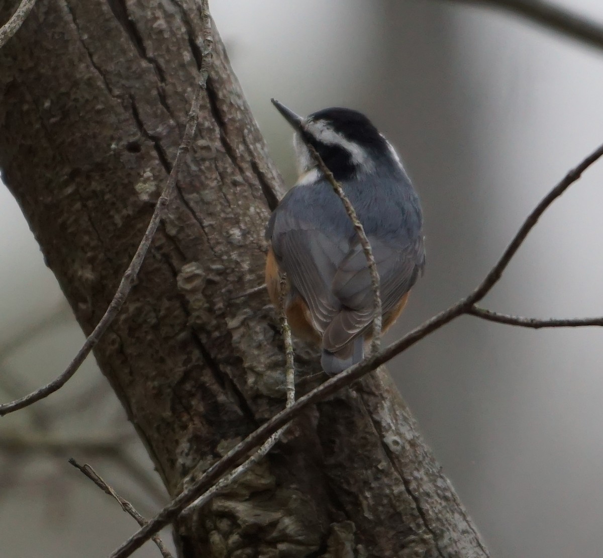Red-breasted Nuthatch - Melody Ragle