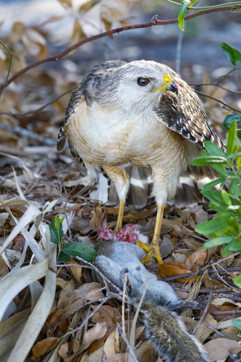 Red-shouldered Hawk - ML522624511