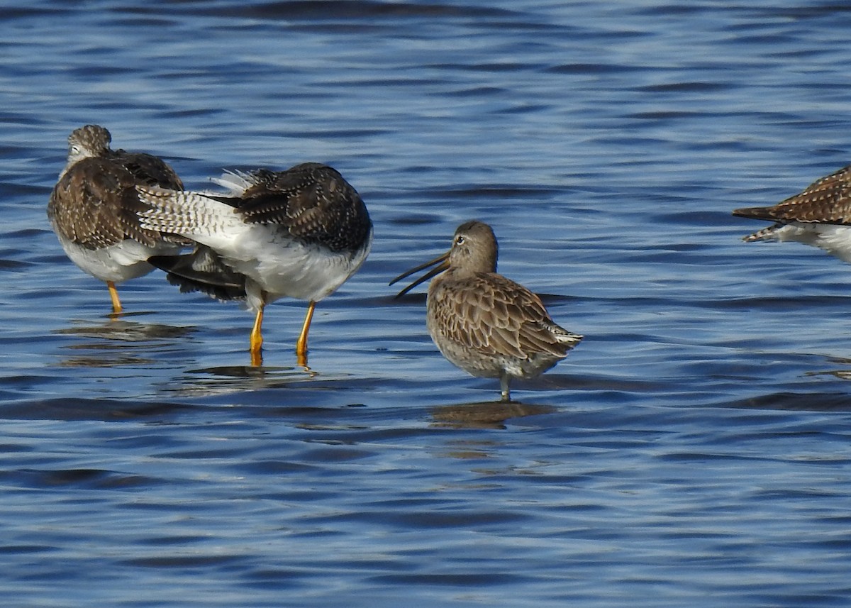 Short-billed Dowitcher - ML522627081