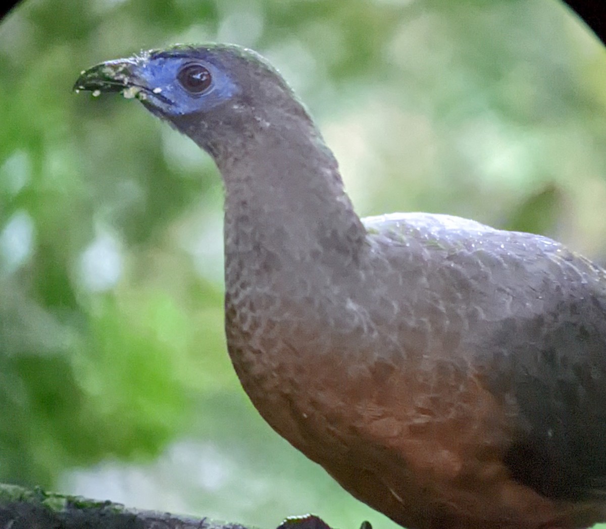Sickle-winged Guan - ML522627091