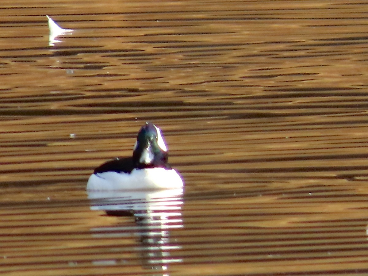 Bufflehead - ML522627401