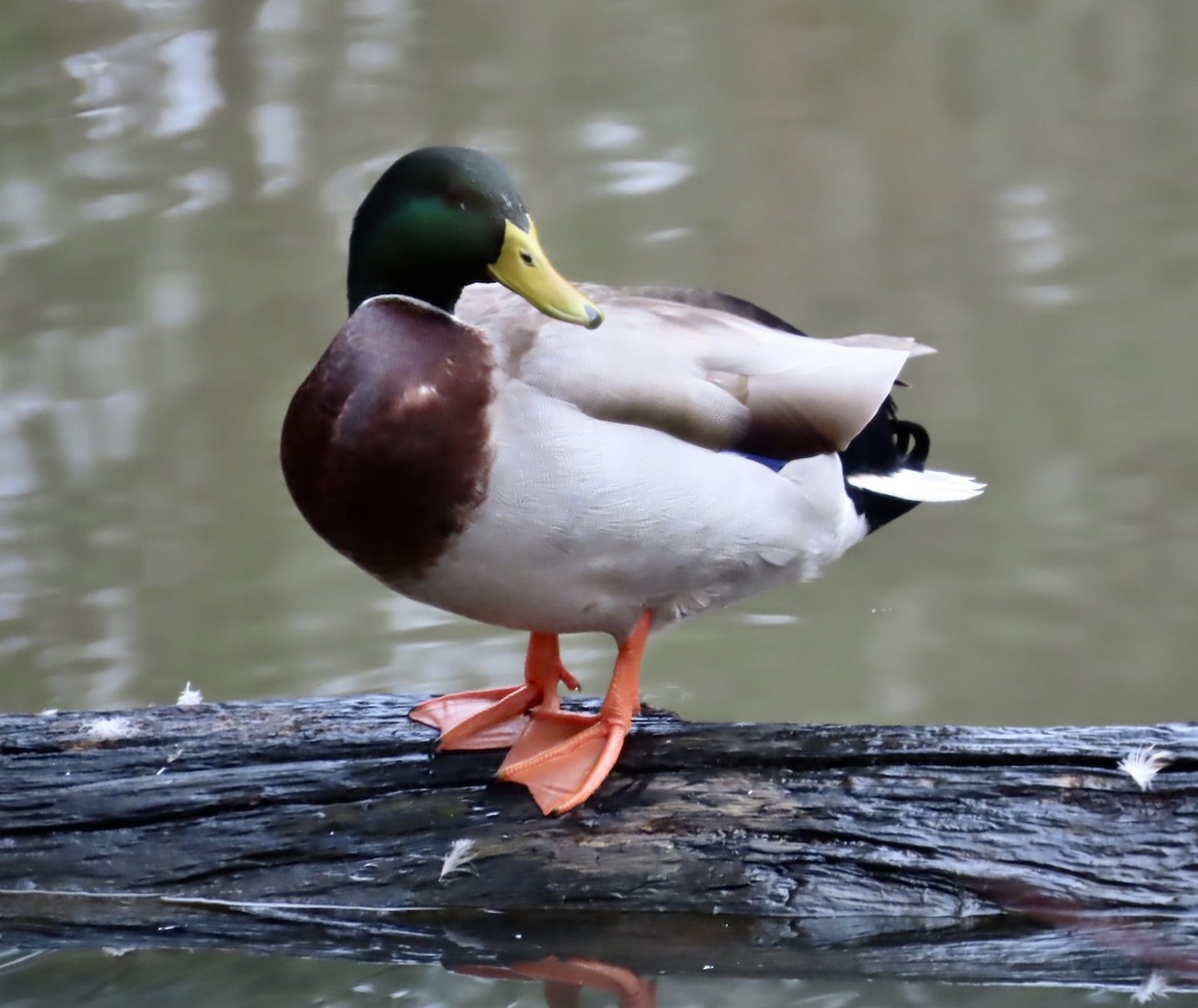 Mallard - ML522627561
