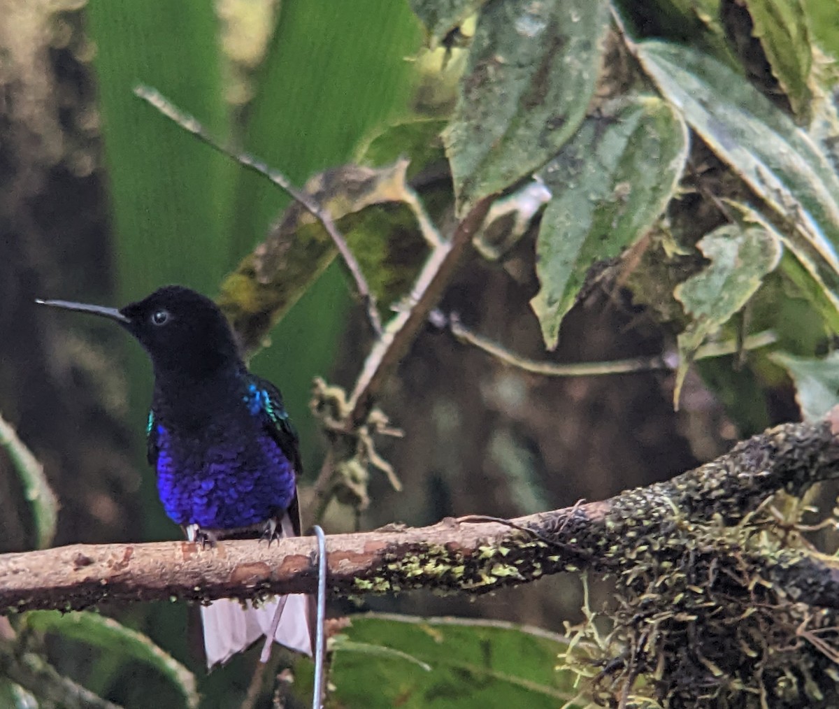 Velvet-purple Coronet - ML522627911