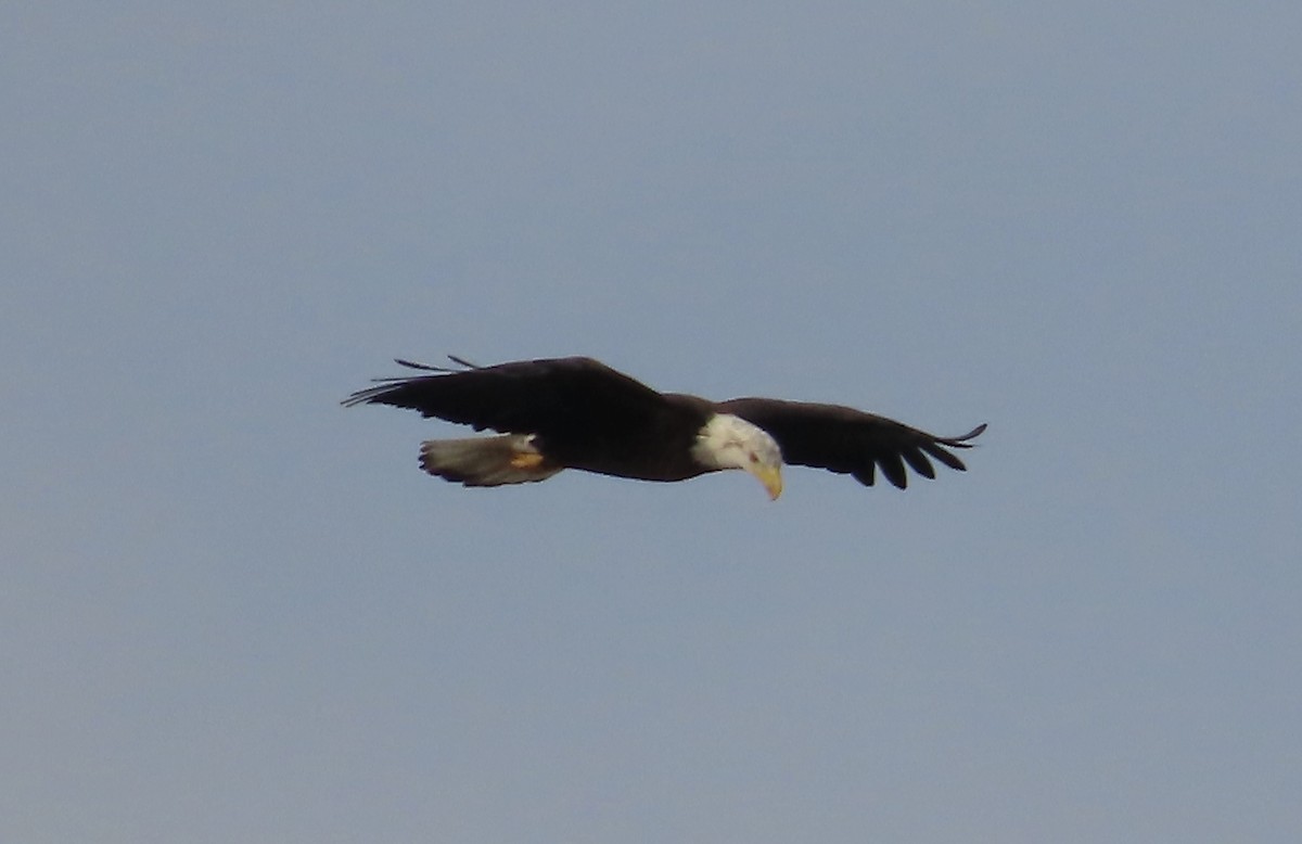 Bald Eagle - ML522627941