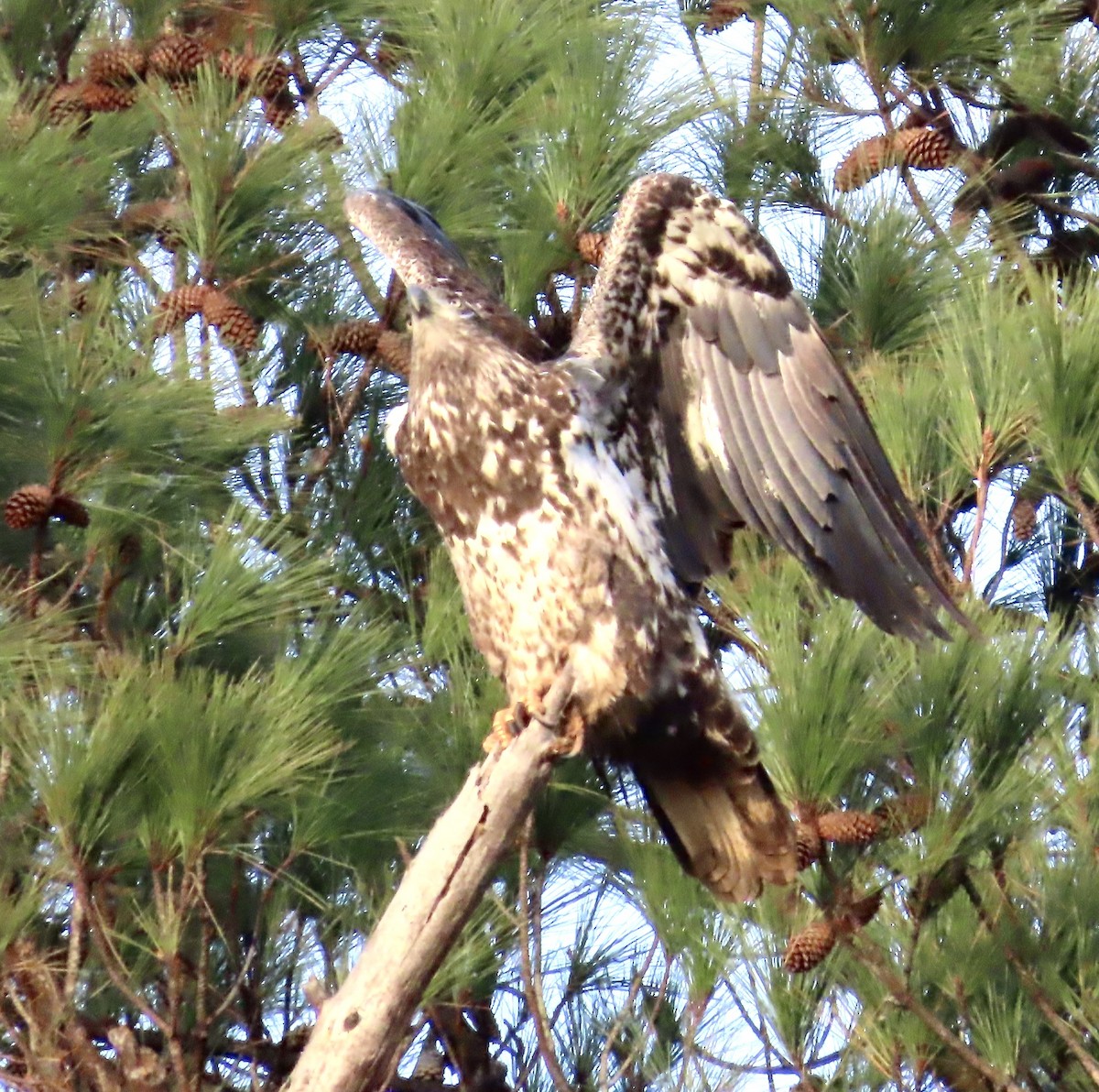 Bald Eagle - ML522627951