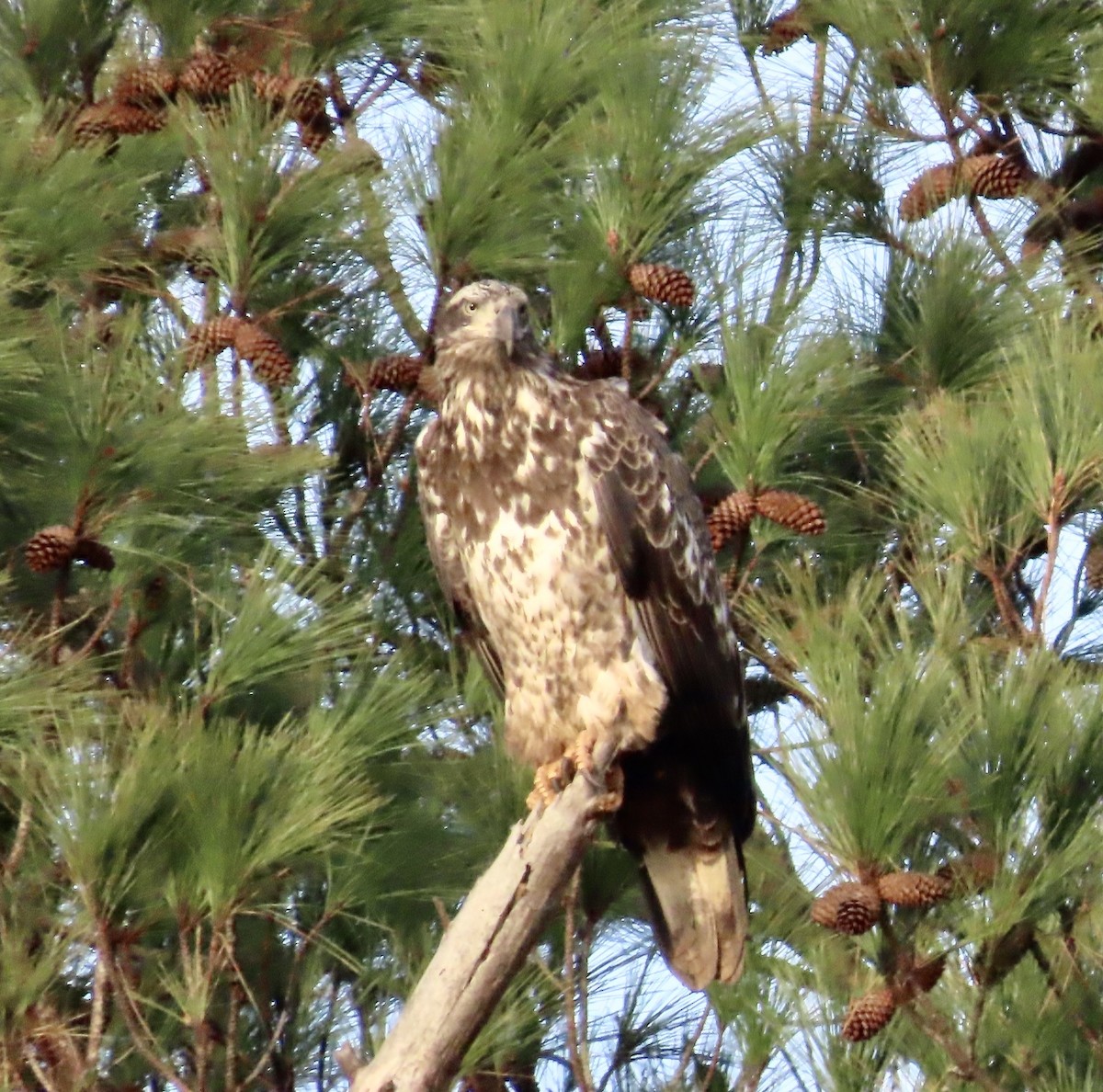 Bald Eagle - ML522627961