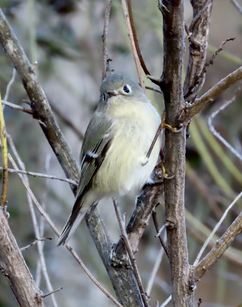 Ruby-crowned Kinglet - ML522628211