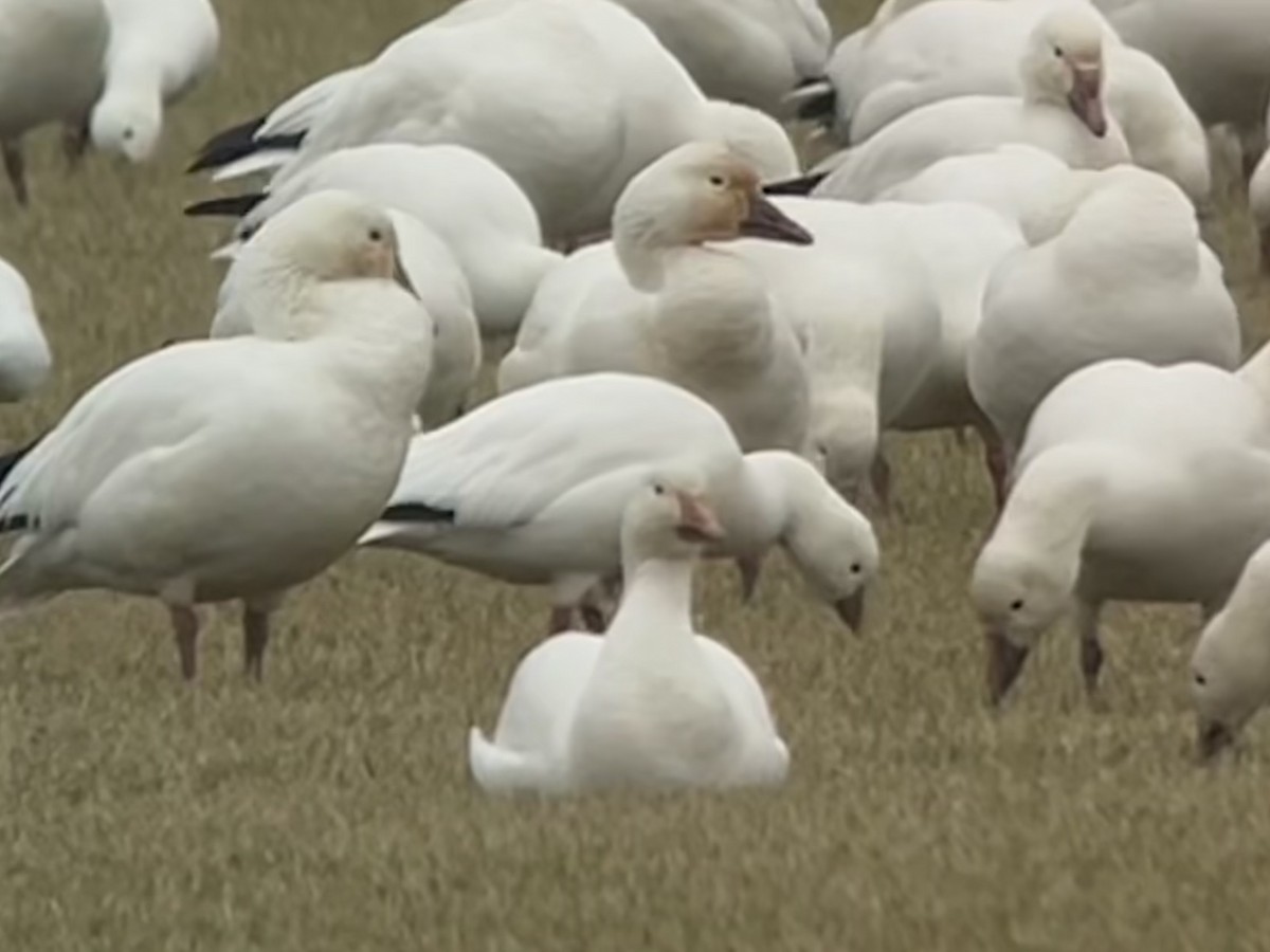 Ross's Goose - ML522628271