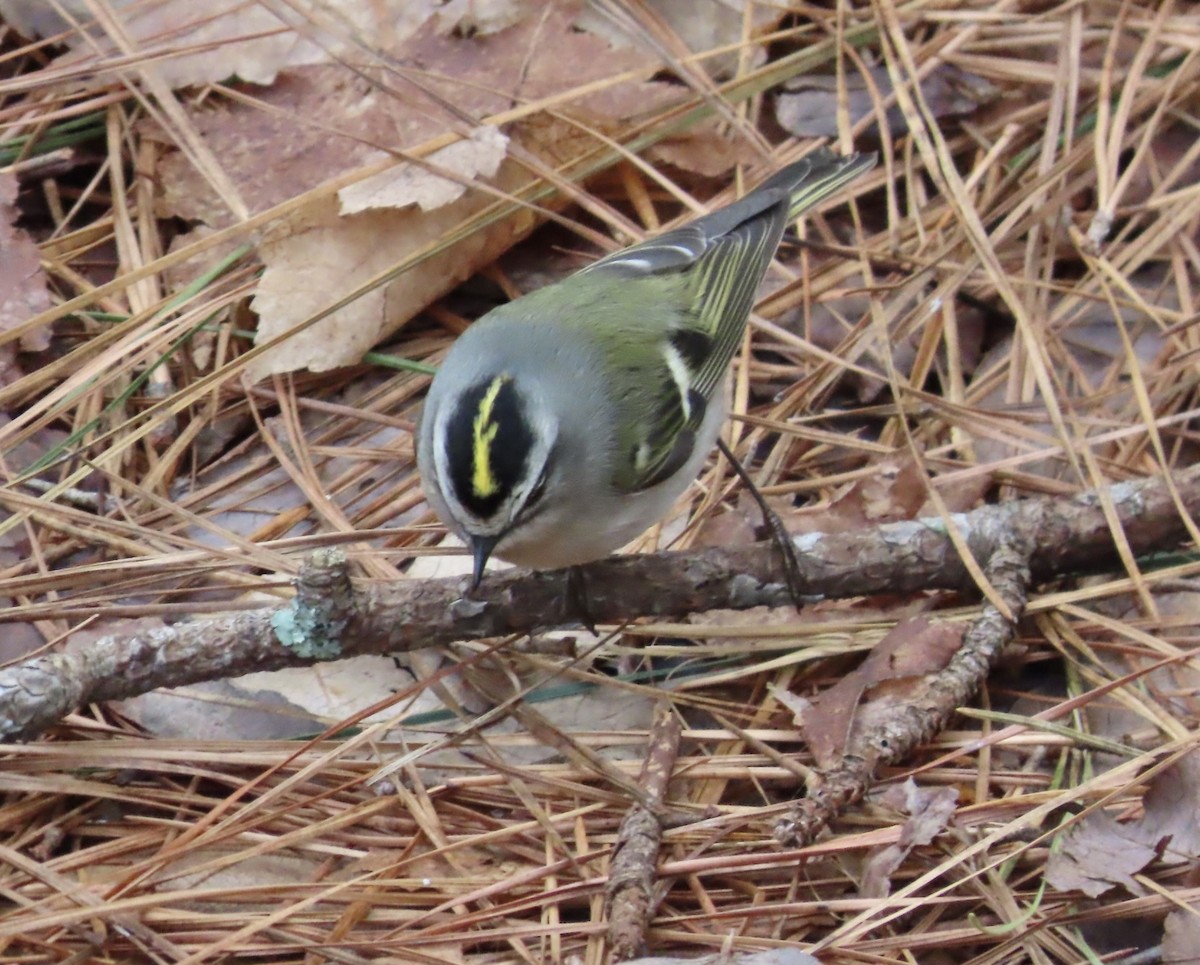 Golden-crowned Kinglet - ML522628311
