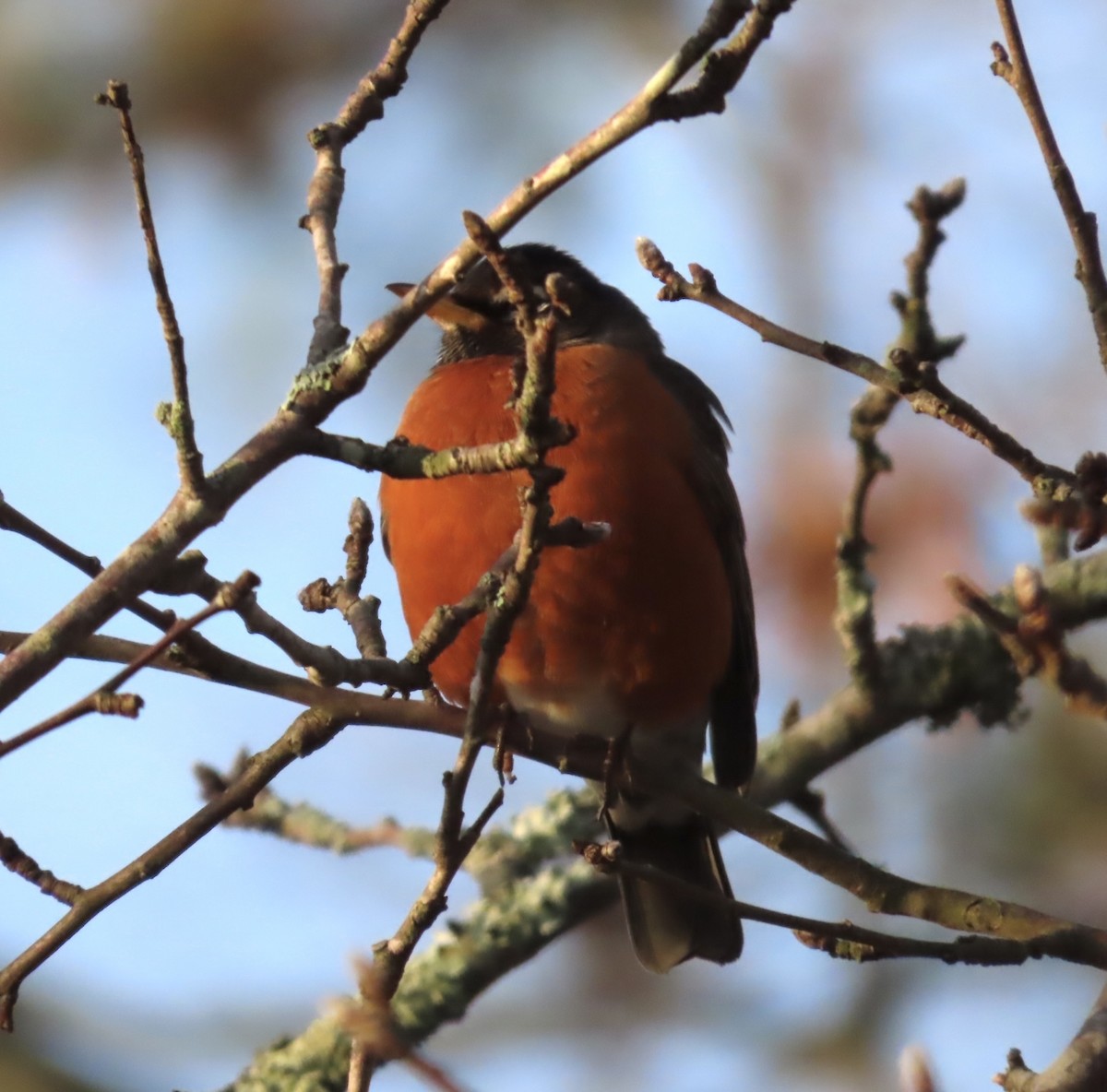 American Robin - Lawrence Zoller