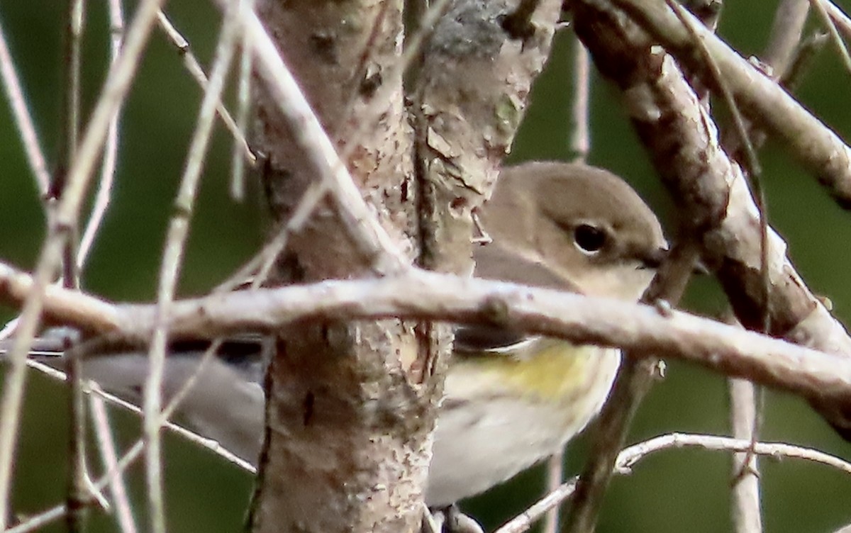 Yellow-rumped Warbler - ML522628621