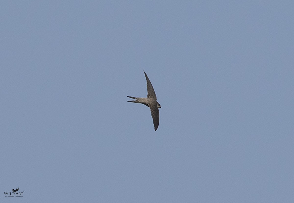 Asian Palm Swift - ML522628921