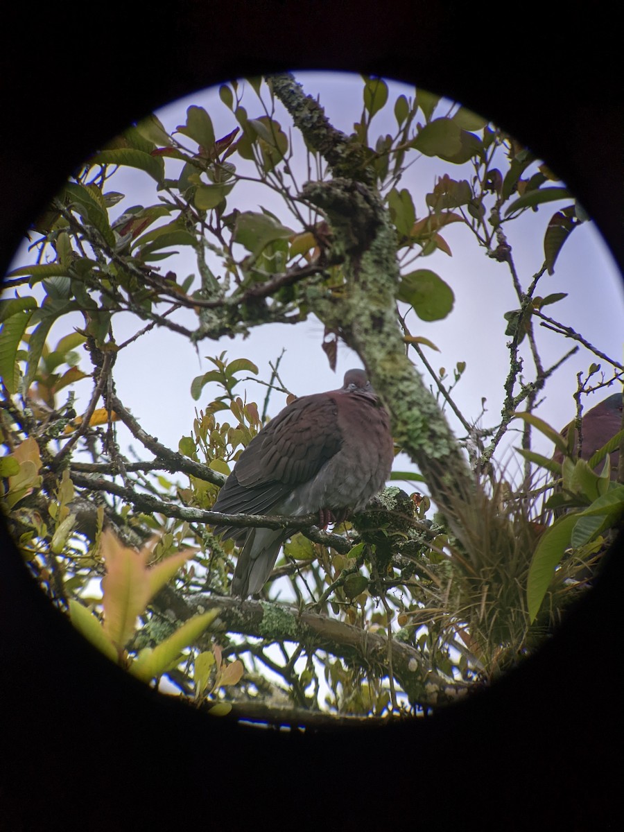 Pale-vented Pigeon - ML522629861