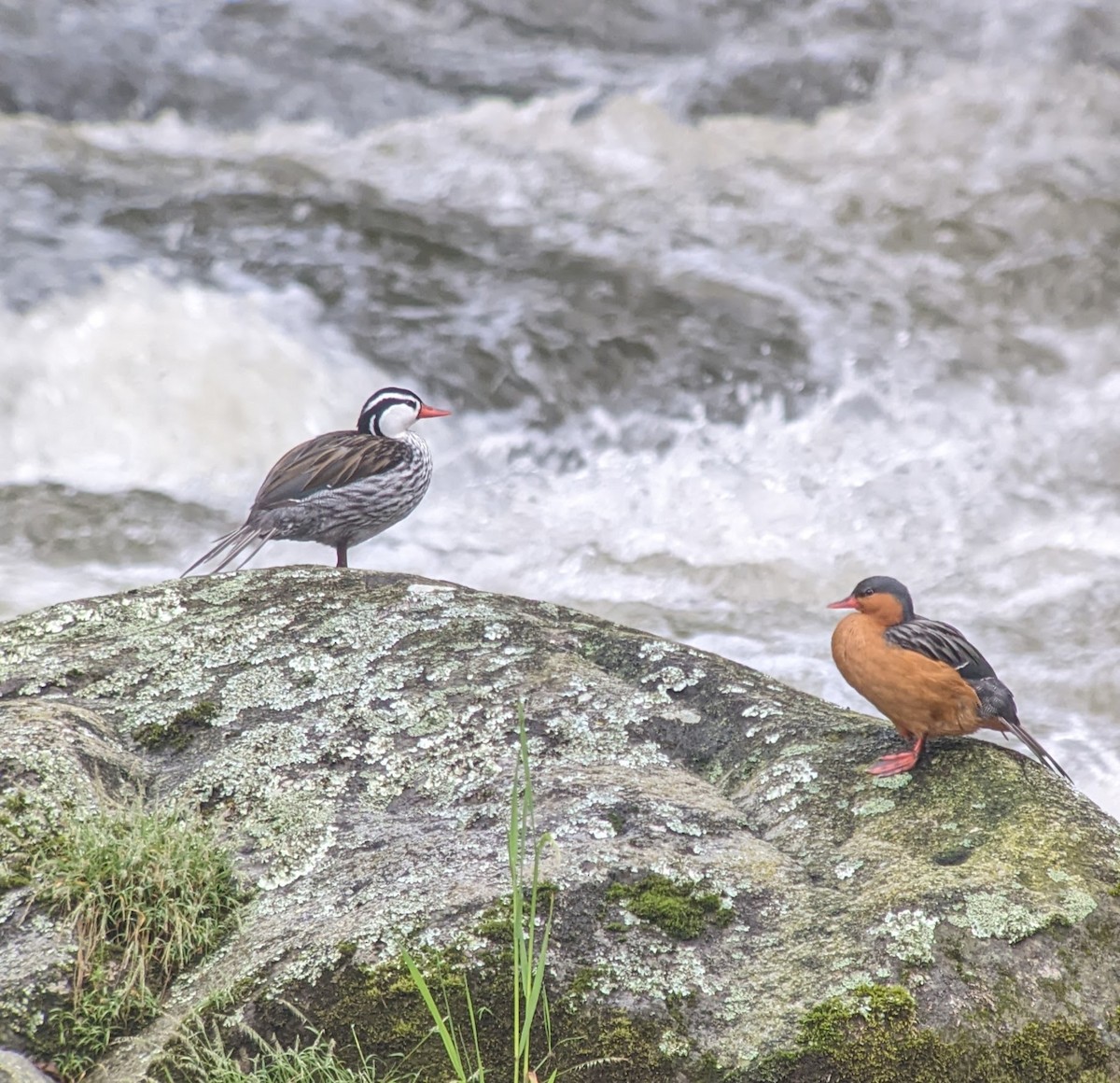 Torrent Duck - ML522630001