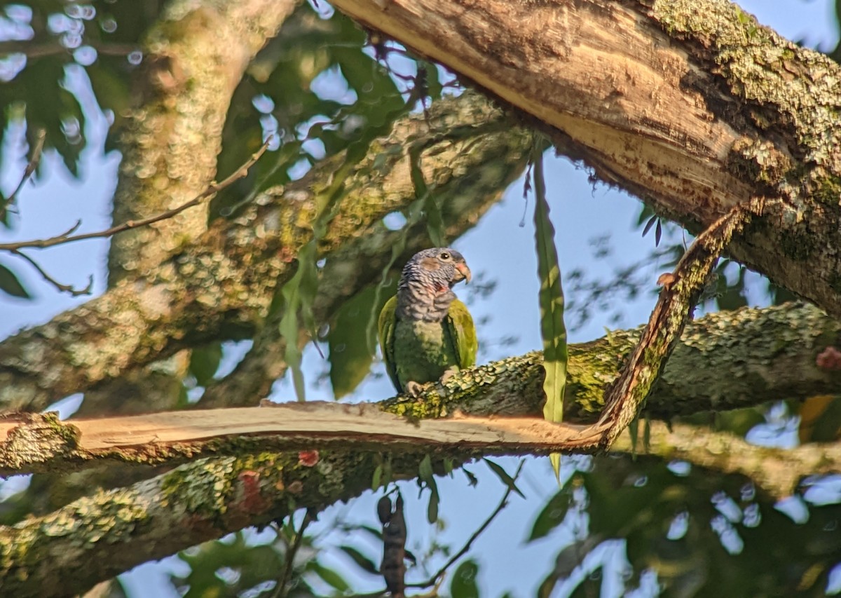 Blue-headed Parrot - ML522630251