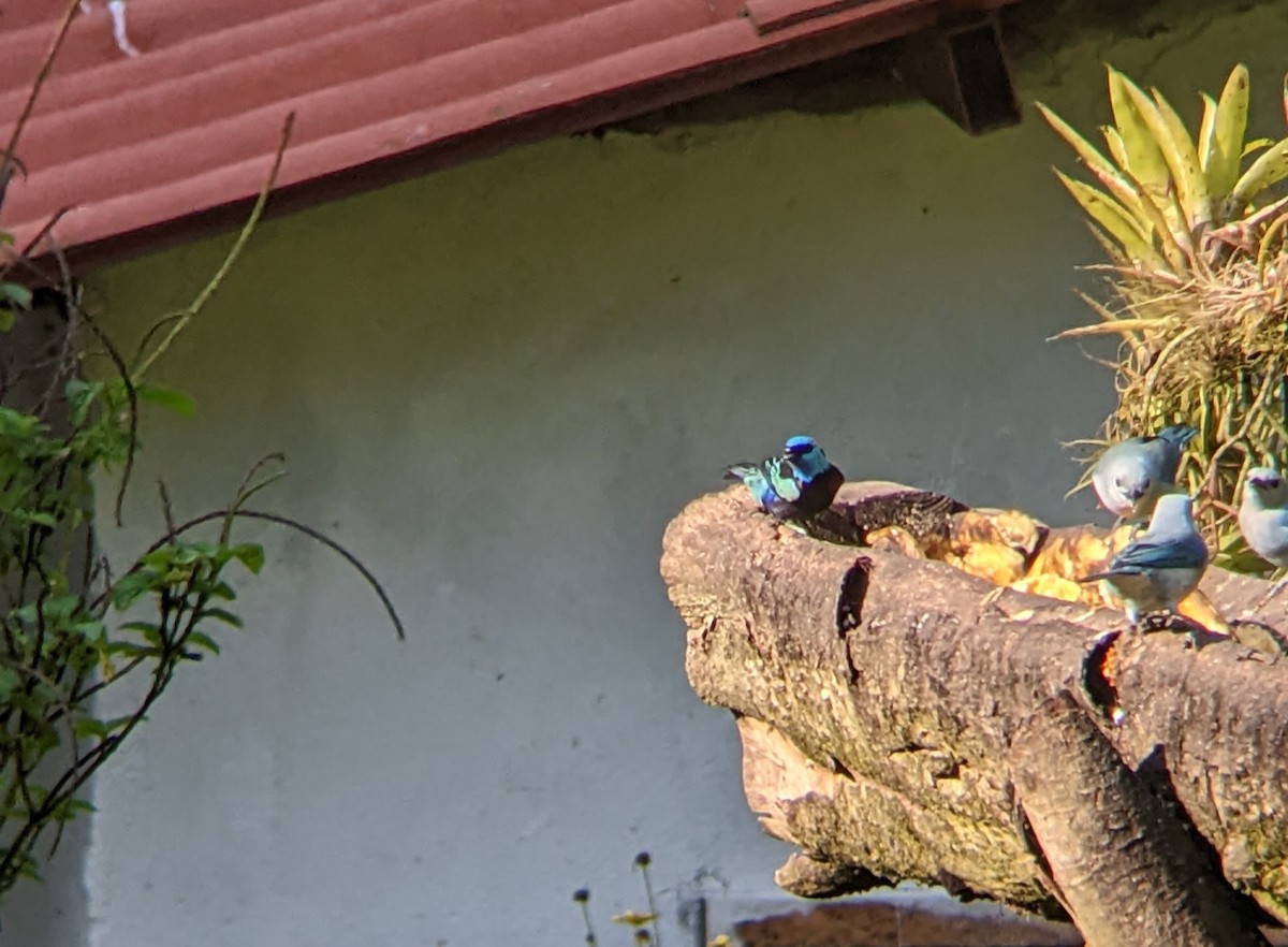 Blue-necked Tanager - ML522630301