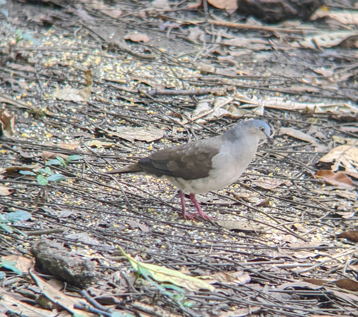 Gray-headed Dove - ML522630471