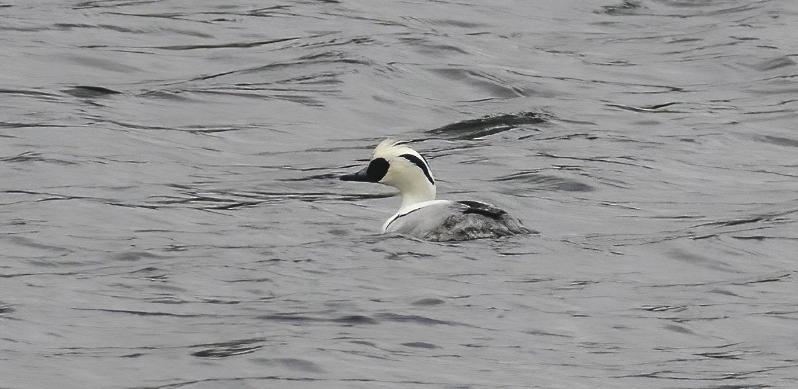 Smew - ML522631081