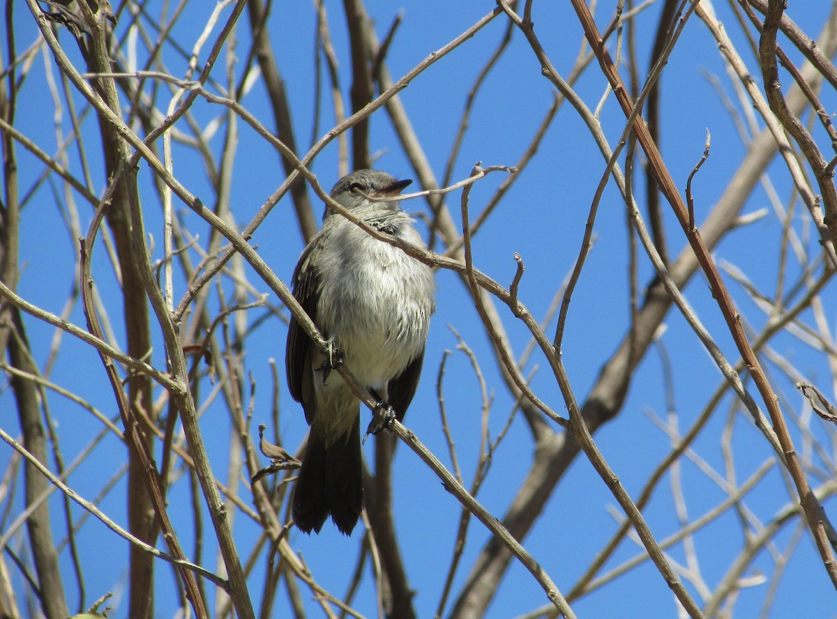 Sooty Tyrannulet - ML522631591