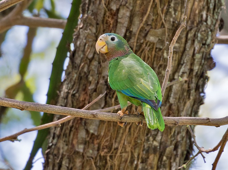 Yellow-billed Amazon - Sam Woods/Tropical Birding Tours