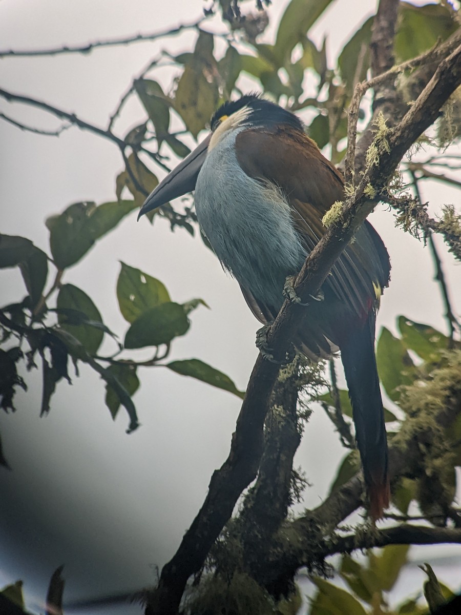 Black-billed Mountain-Toucan - ML522632271