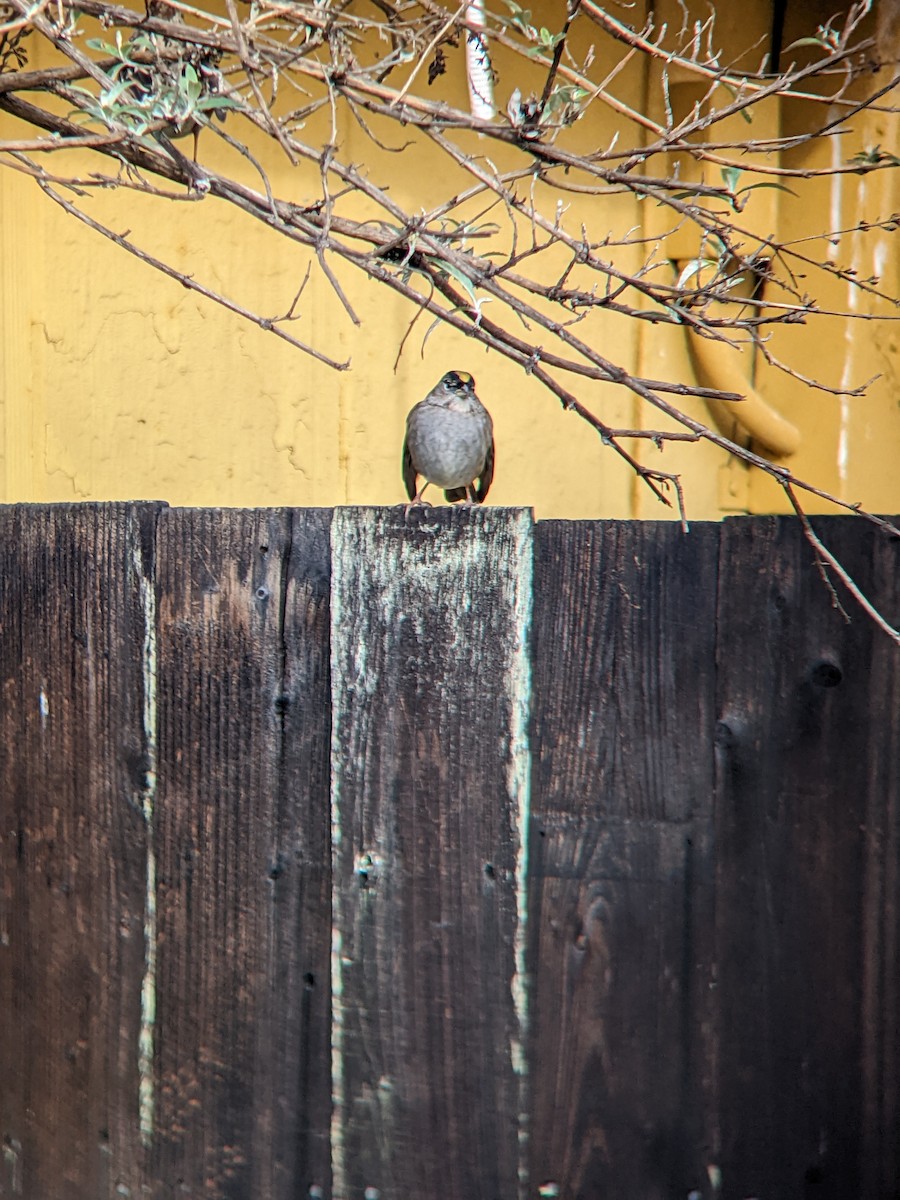 Golden-crowned Sparrow - Mataan Peer