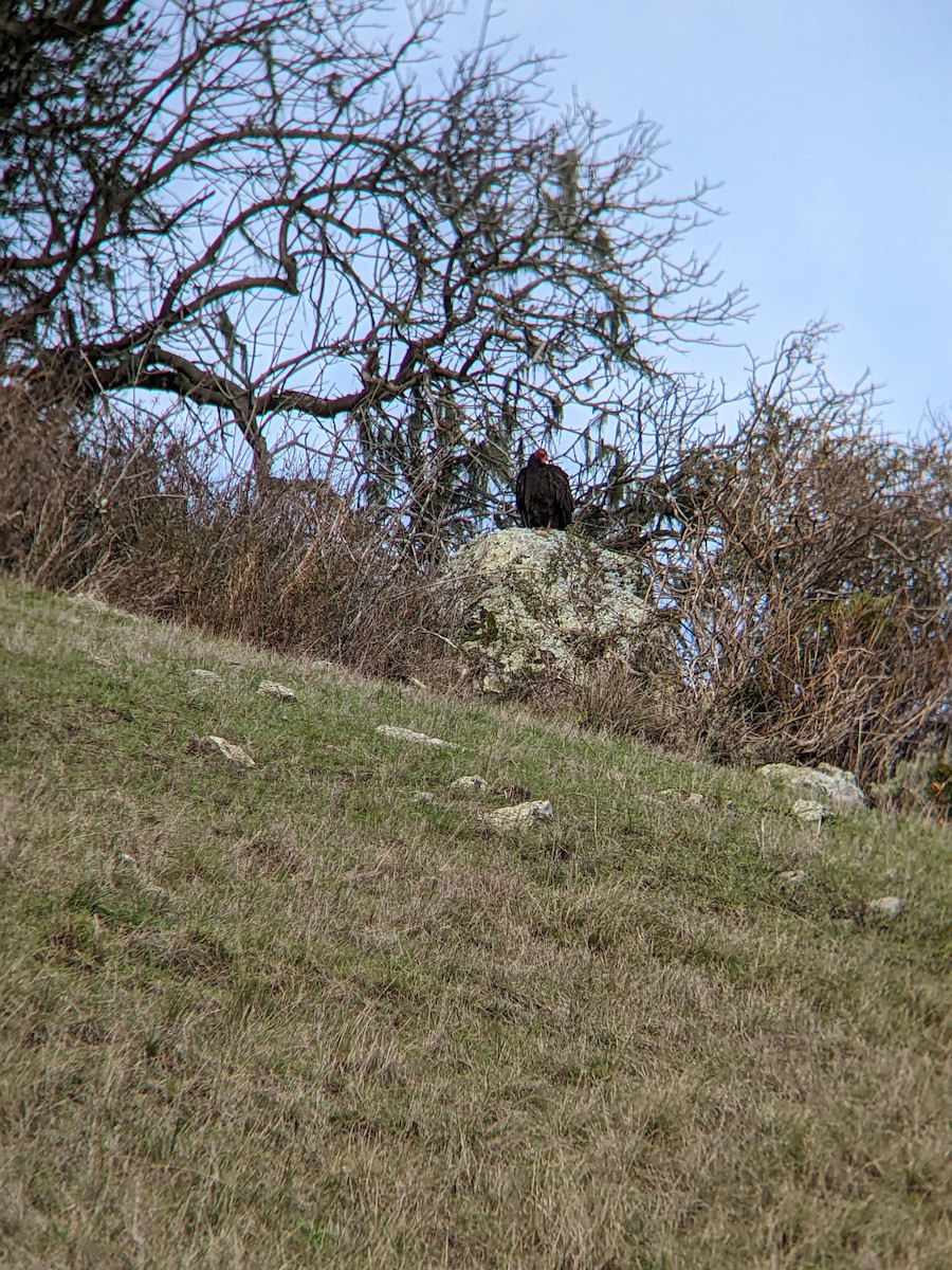 Turkey Vulture - ML522633431