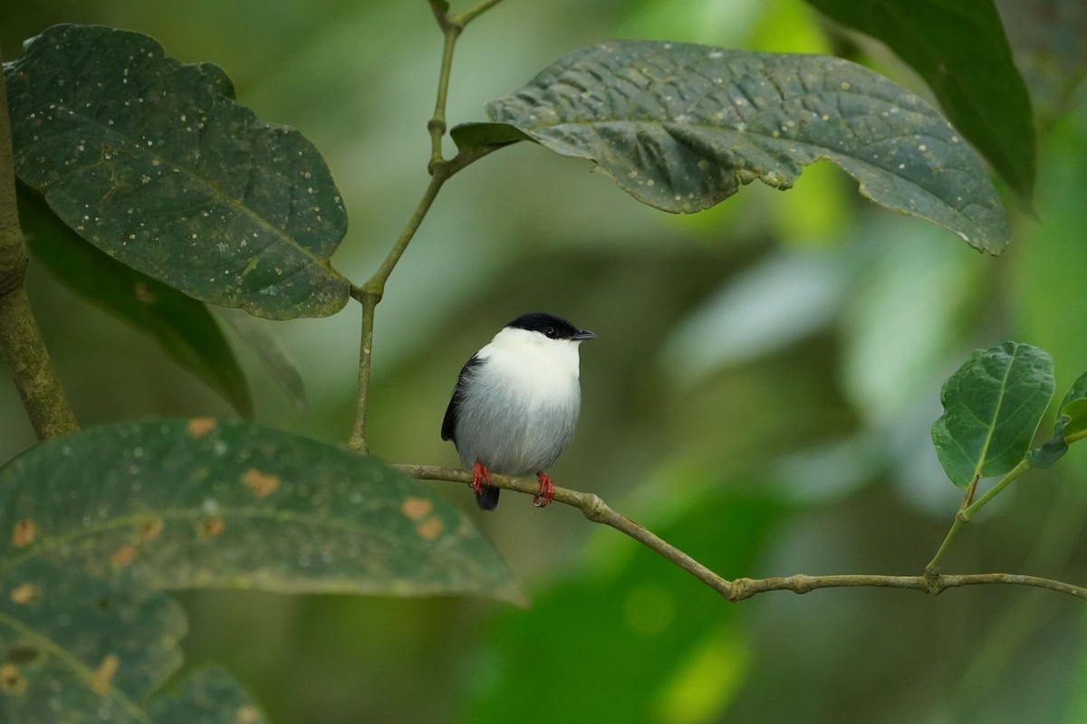 White-bearded Manakin - Arturo Parra