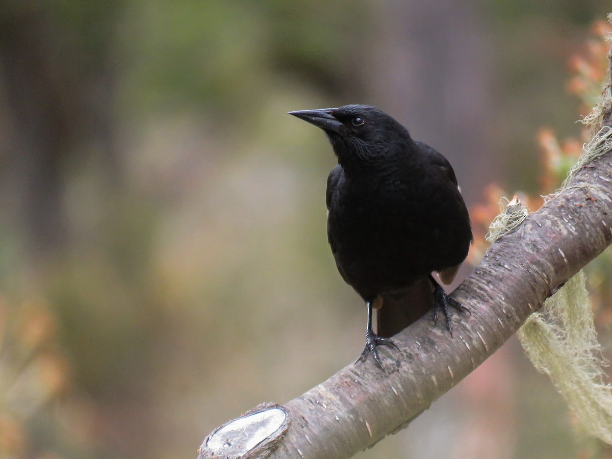 Austral Blackbird - Felipe Godoy