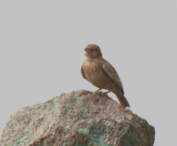 Rufous-tailed Lark - Fareed Mohmed