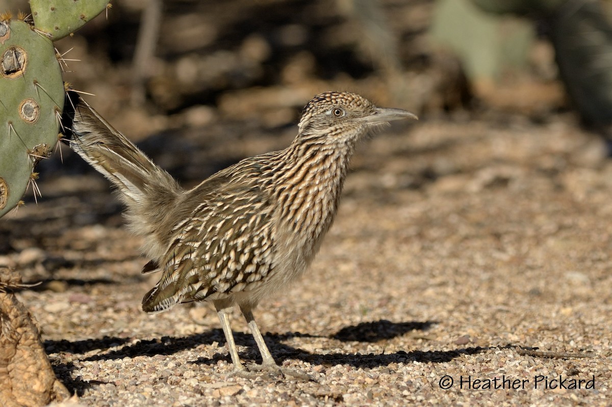 Greater Roadrunner - ML52264071