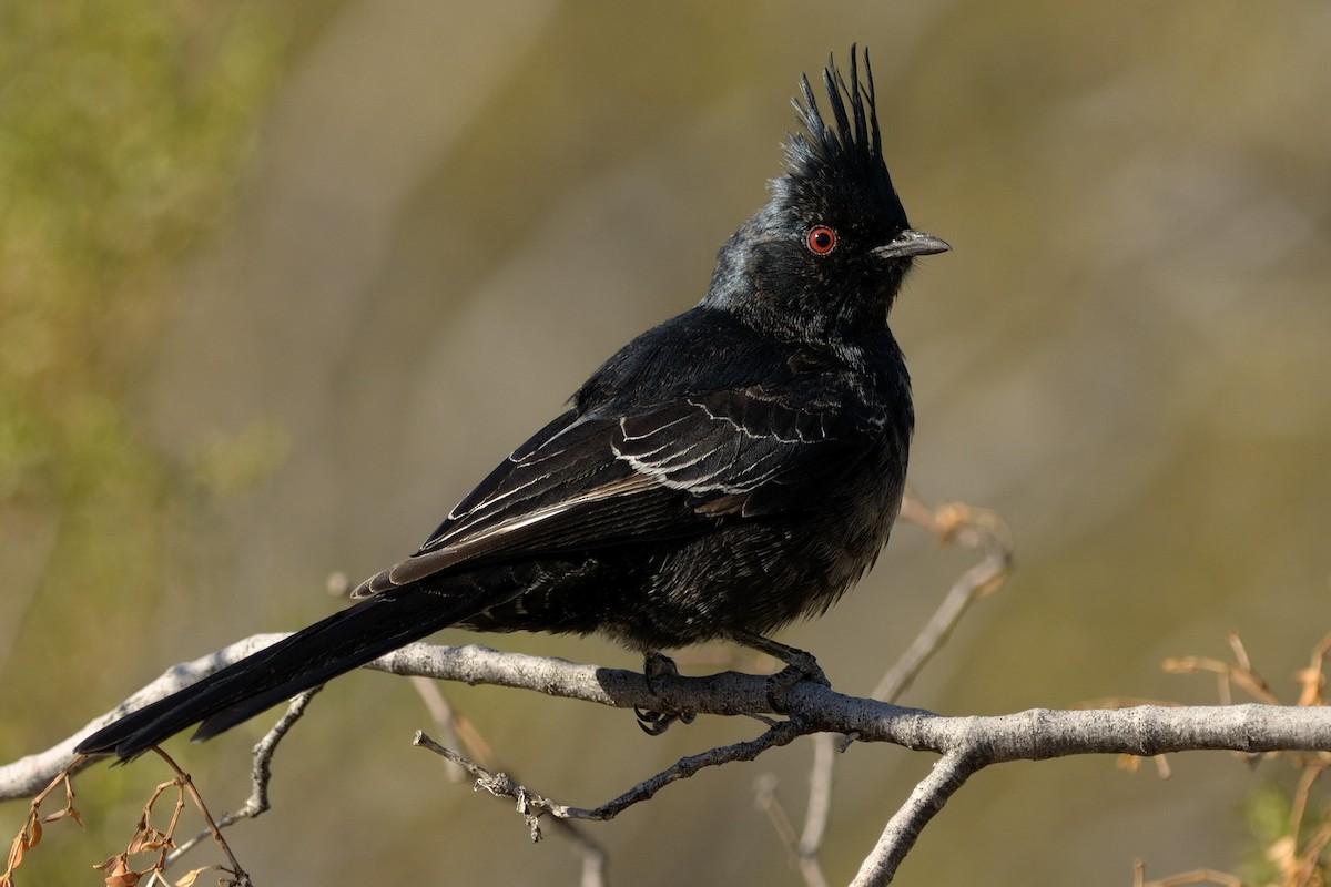 Phainopepla - Heather Pickard