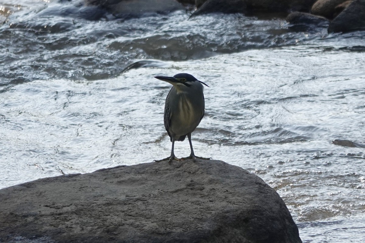 Striated Heron - ML522641231