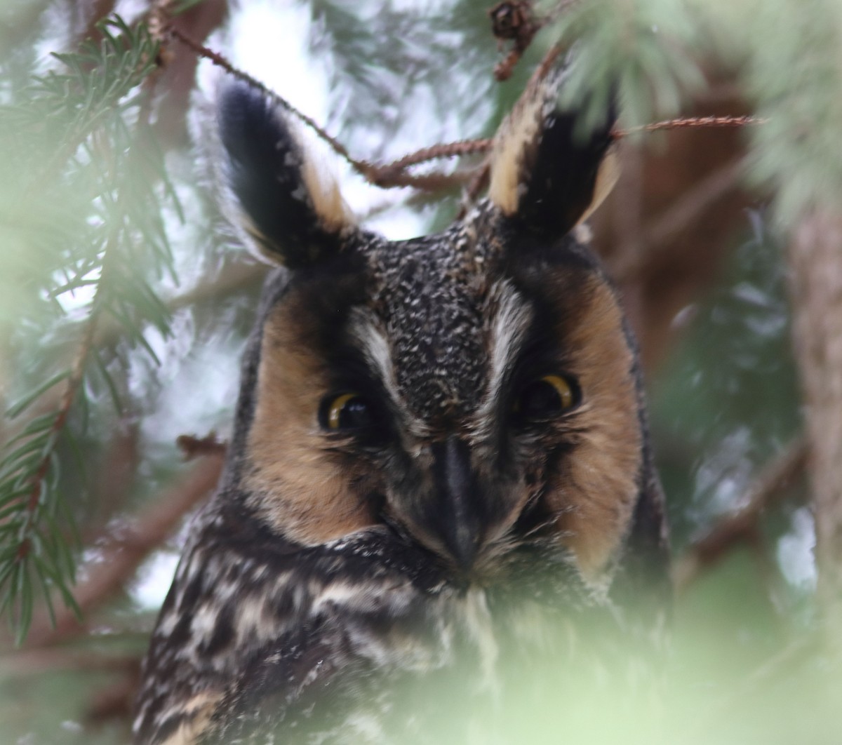 Long-eared Owl - ML522641321