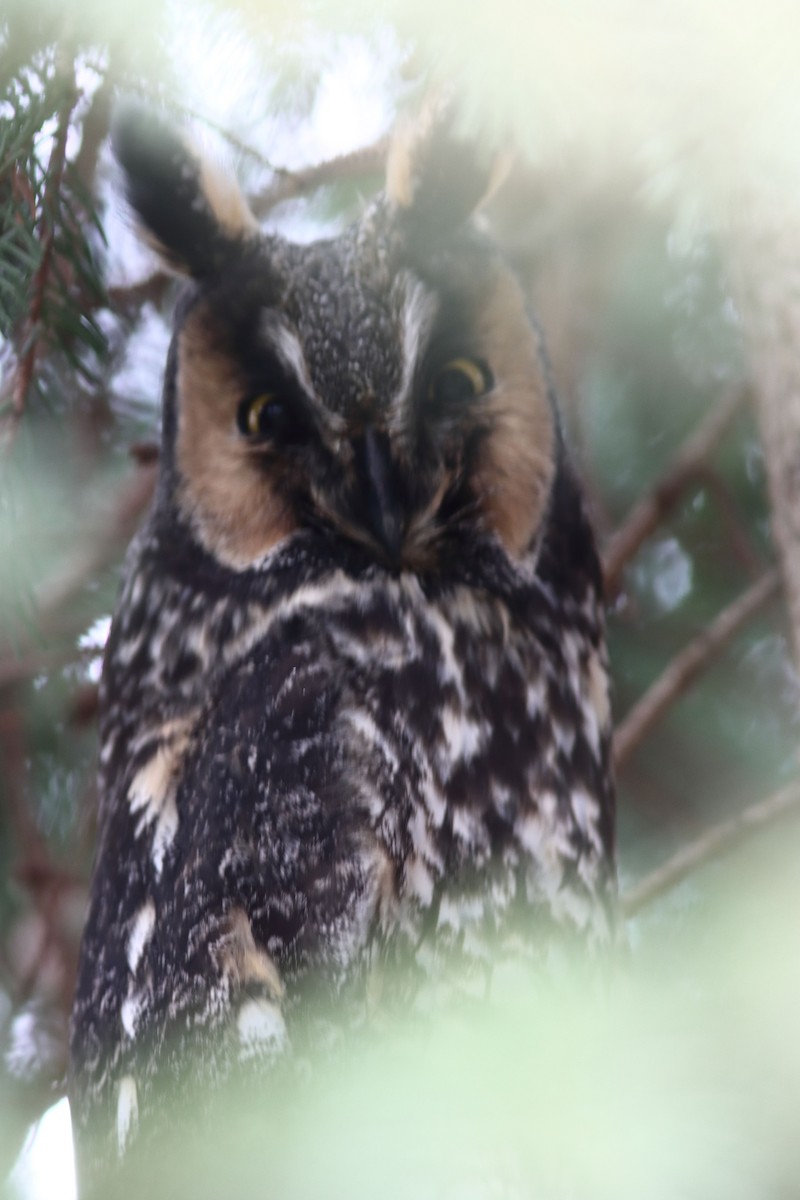 Long-eared Owl - ML522641411