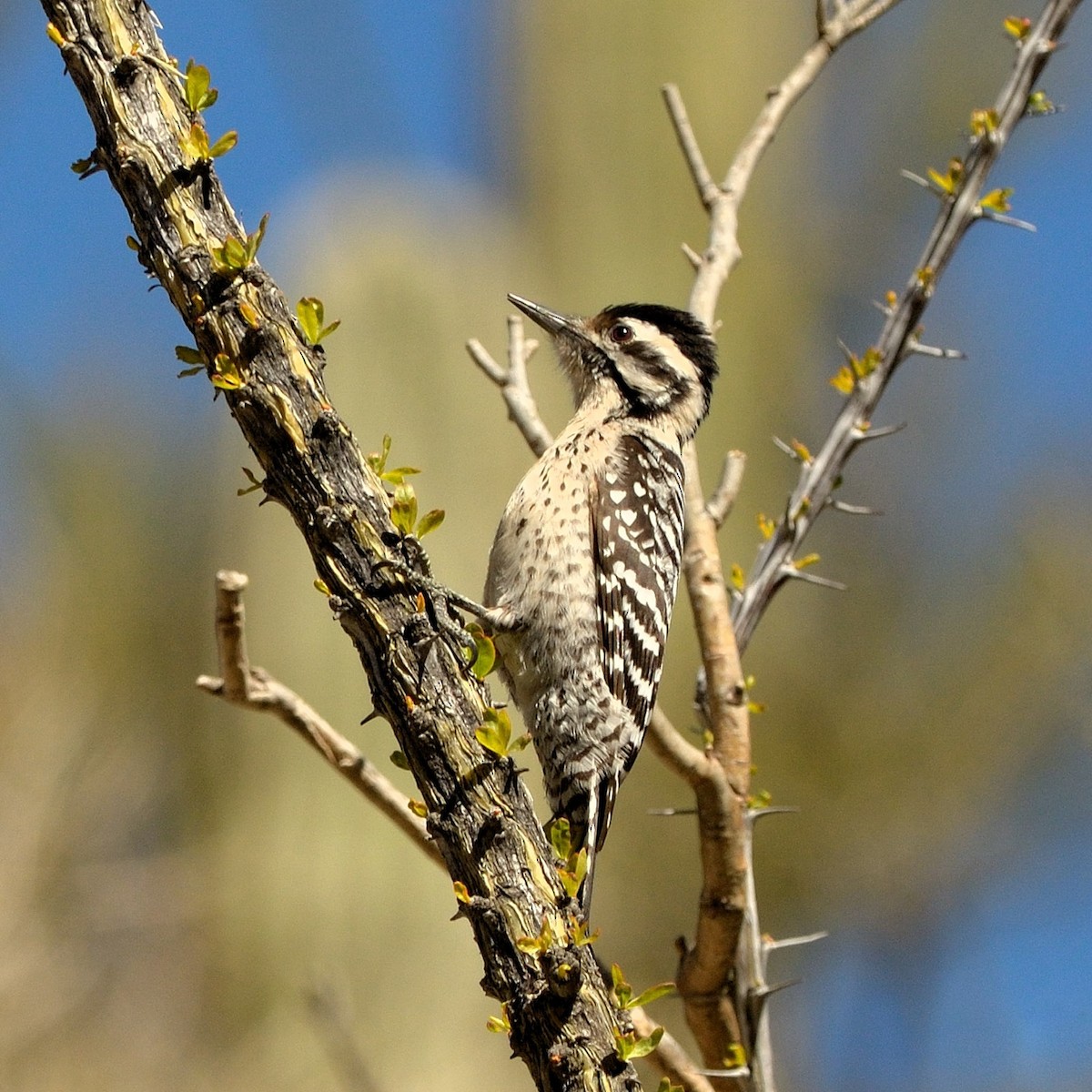 Ladder-backed Woodpecker - ML52264161