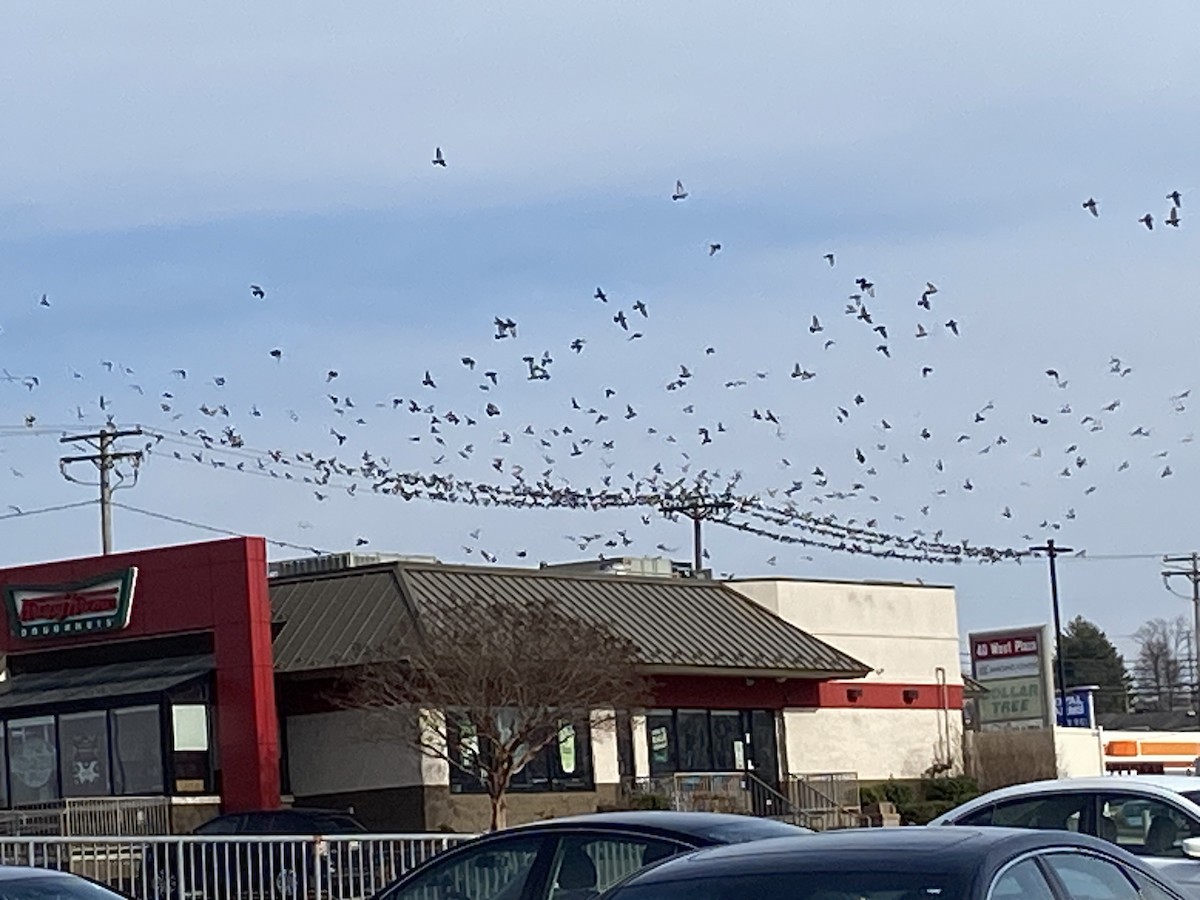 holub skalní (domácí) - ML522641731