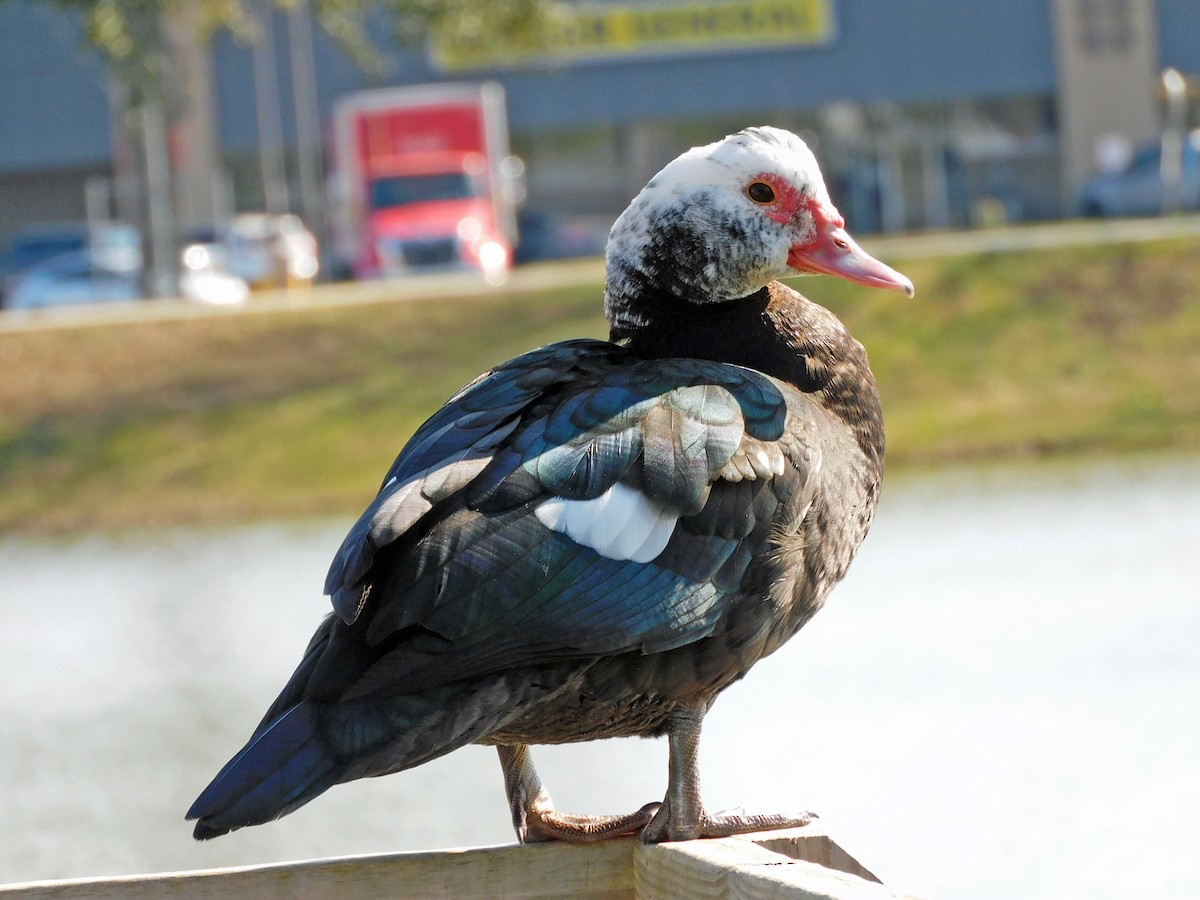 Muscovy Duck (Domestic type) - ML522643061