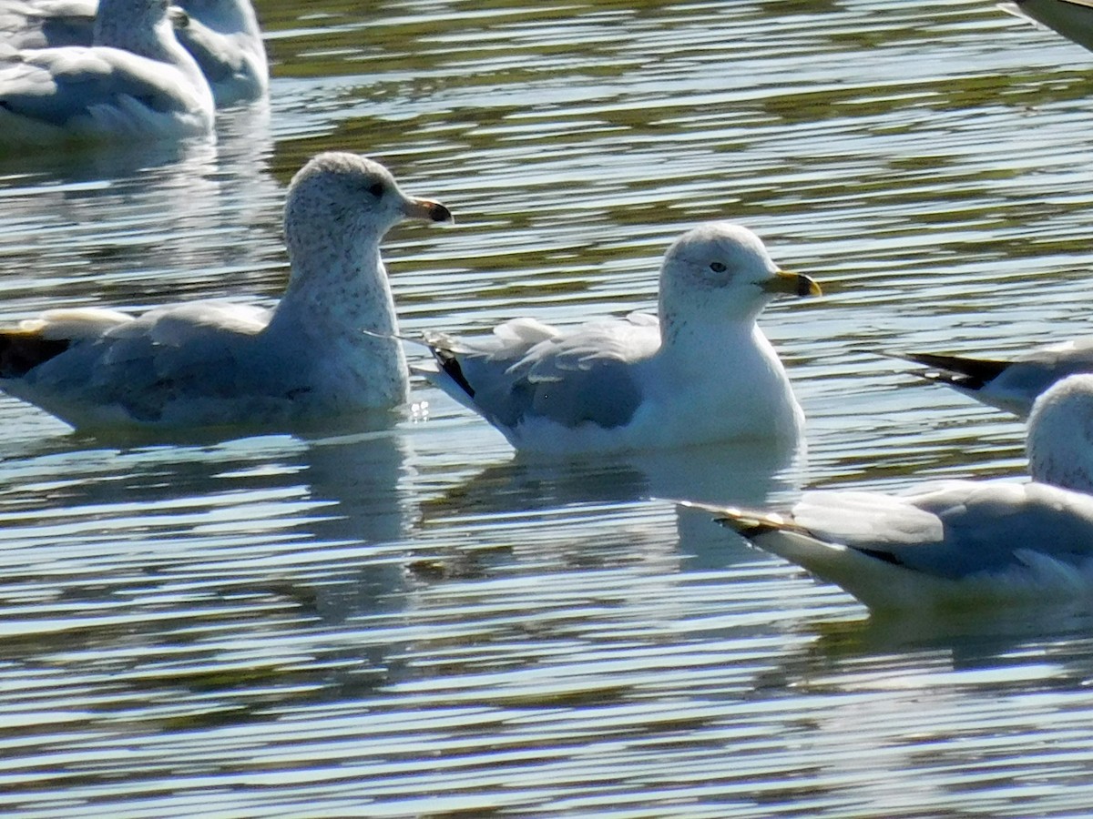 Ring-billed Gull - ML522643101