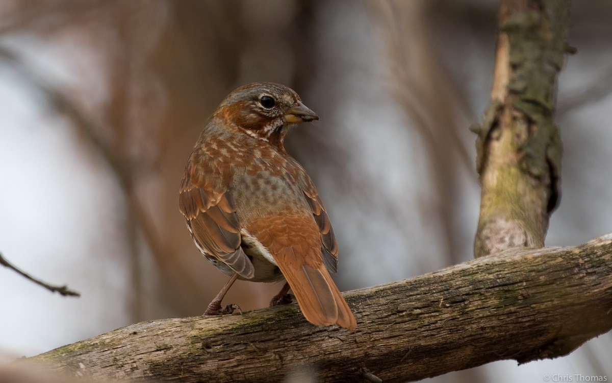 Fox Sparrow (Red) - ML52264391
