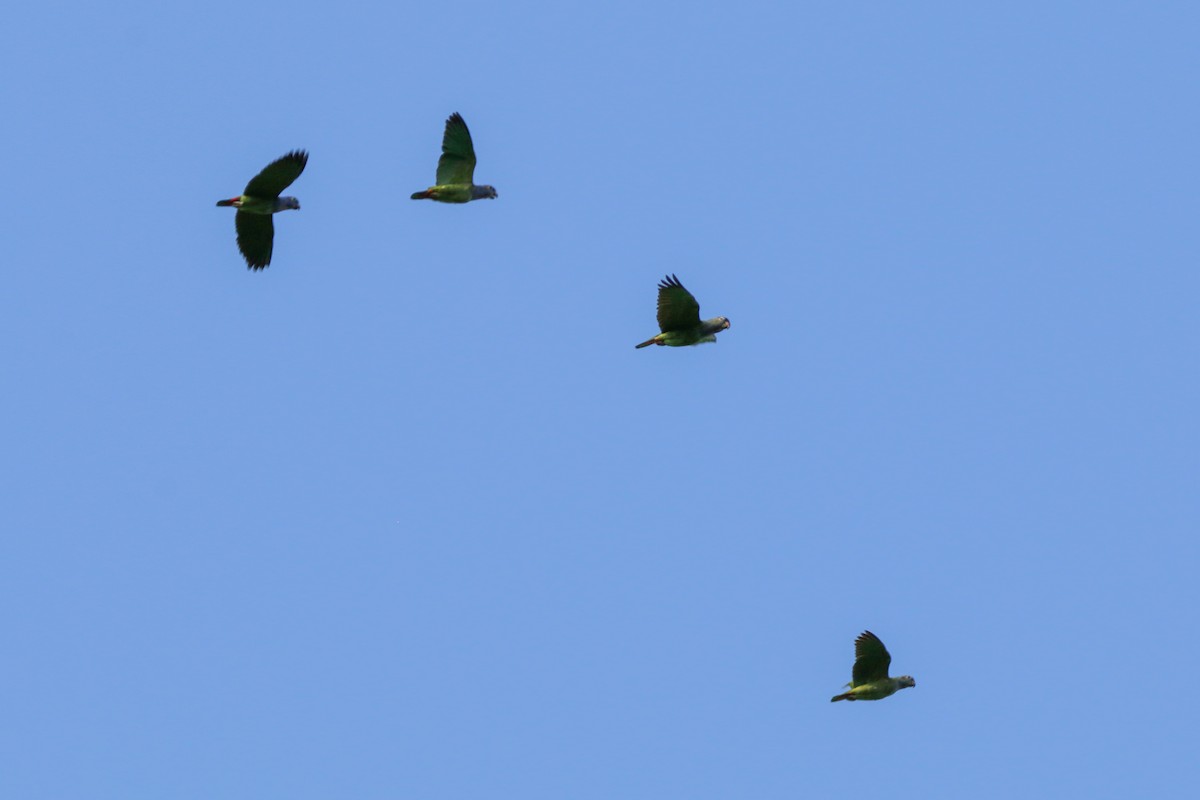 Blue-headed Parrot - ML522645401