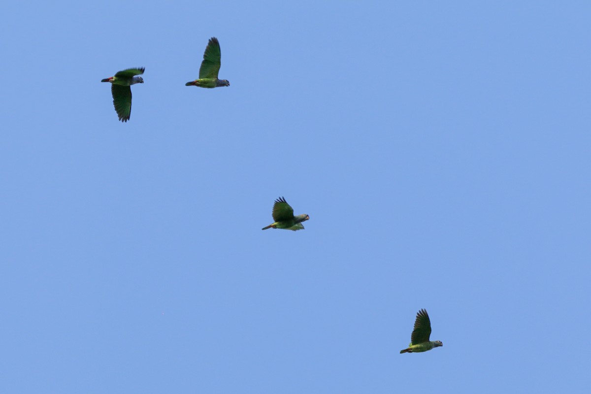 Blue-headed Parrot - ML522645421