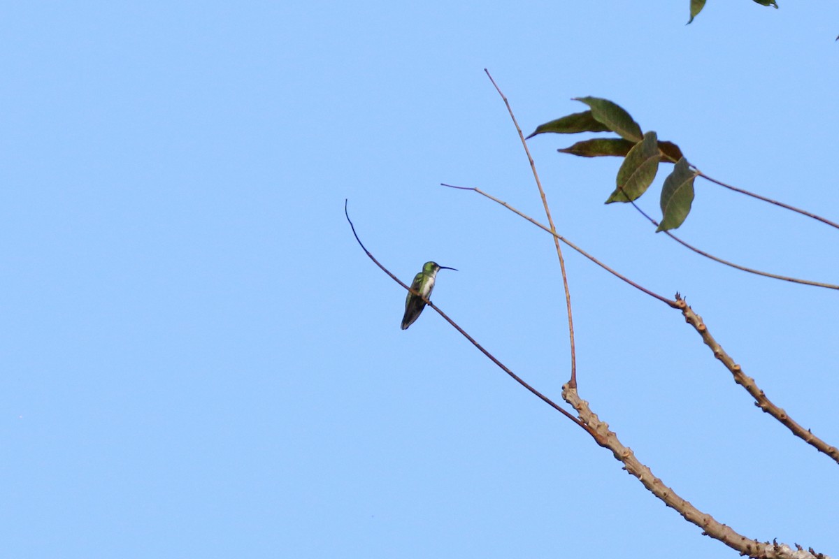 Green-breasted Mango - ML522645961