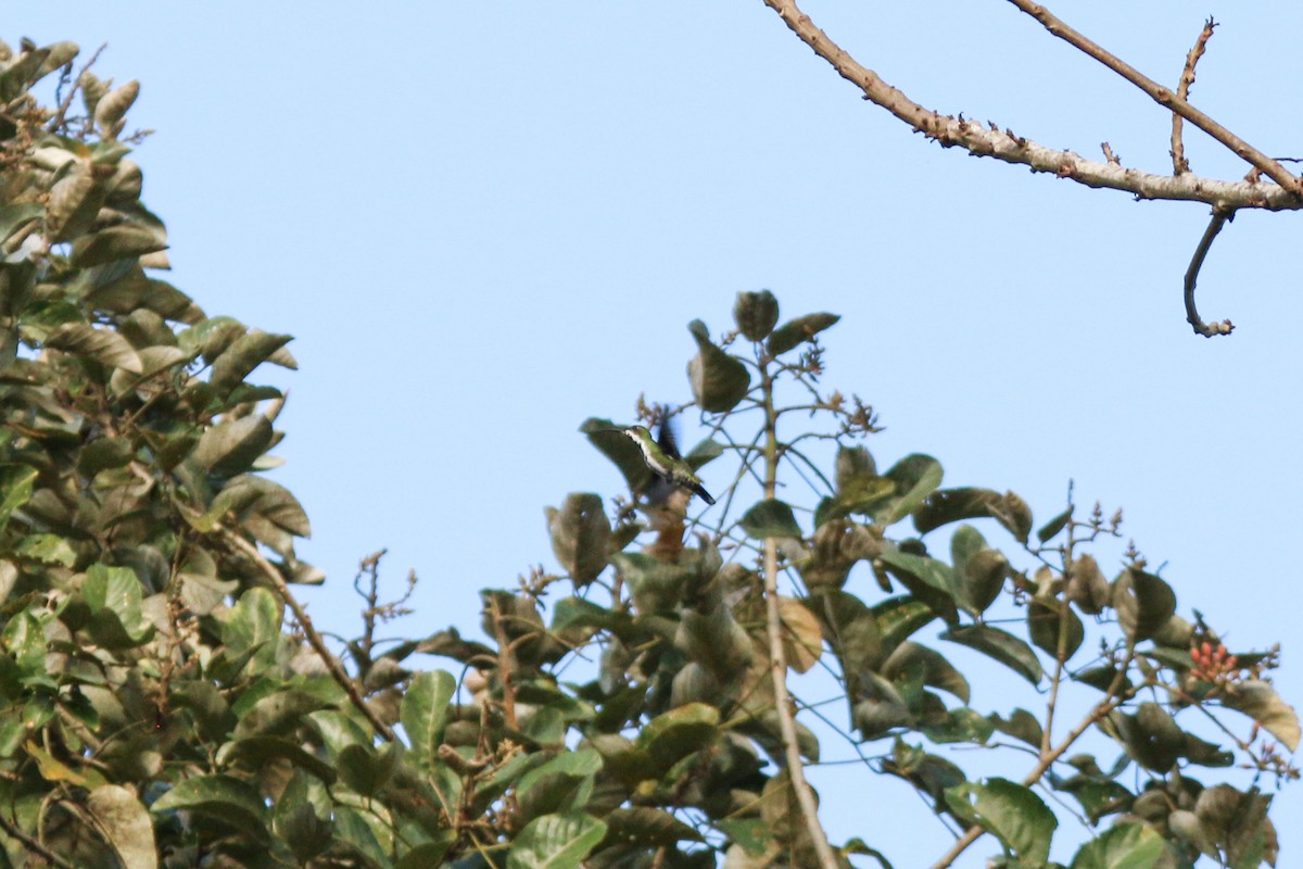 Green-breasted Mango - ML522645971