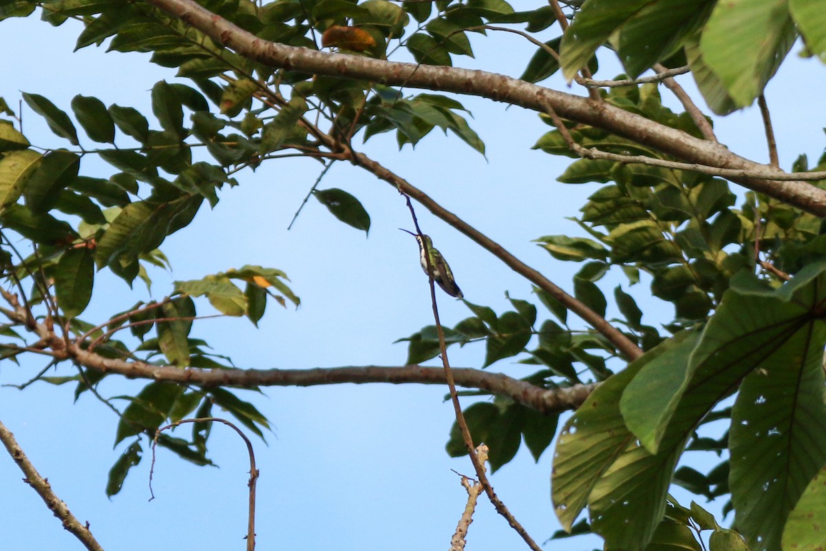 Колібрі-манго зеленогрудий - ML522646021