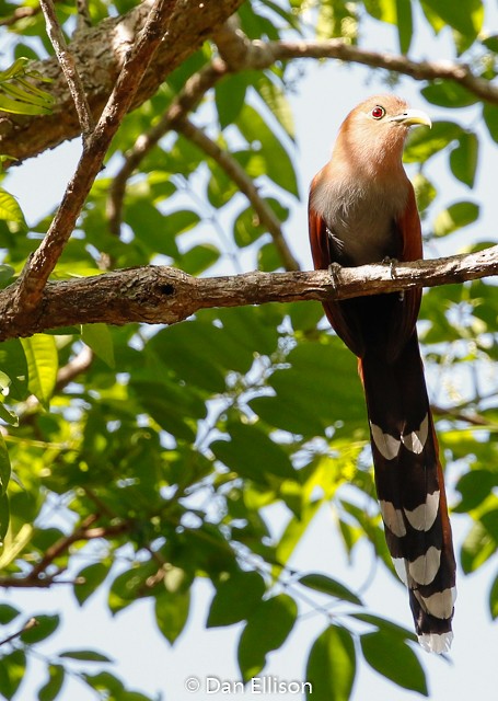 Squirrel Cuckoo - ML52264711