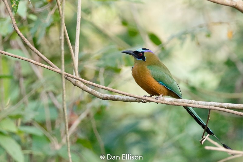 Whooping Motmot - ML52264781