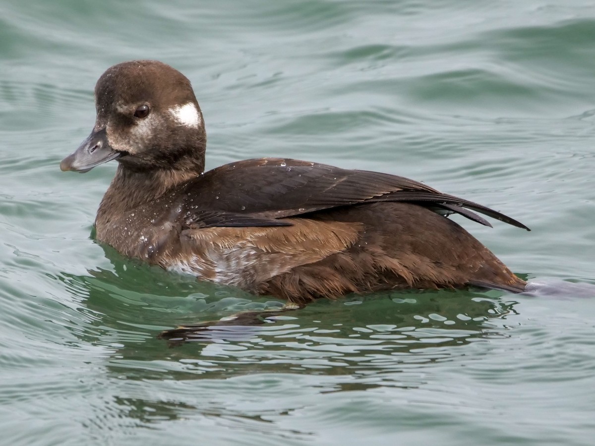 Pato Arlequín - ML522648391