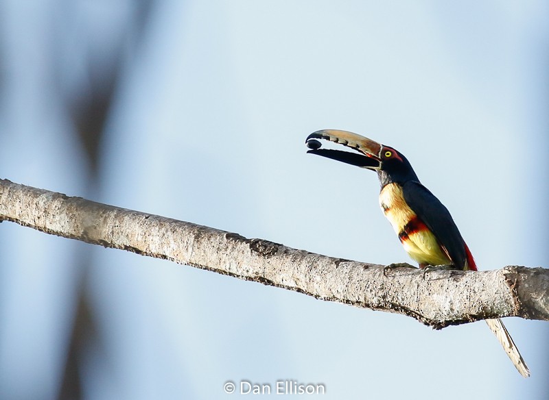 Collared Aracari - ML52264871