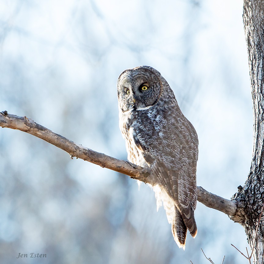 Great Gray Owl - Jennifer Esten